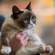 Illustration for article titled R.I.P. Grumpy Cat, a movie star, meme staple, and very good kitty
